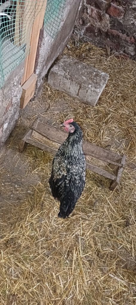 Kury Kochin Olbrzymi+kogut i młodzież