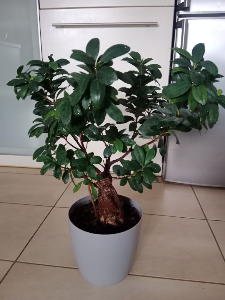Drzewko bonsai 10 letnie