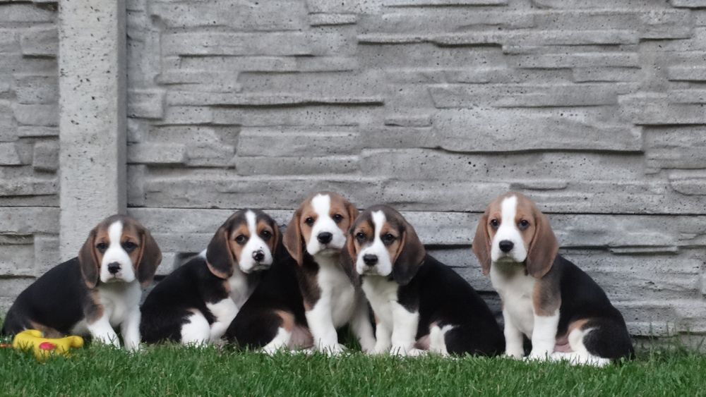 Beagle suczka z rodowodem