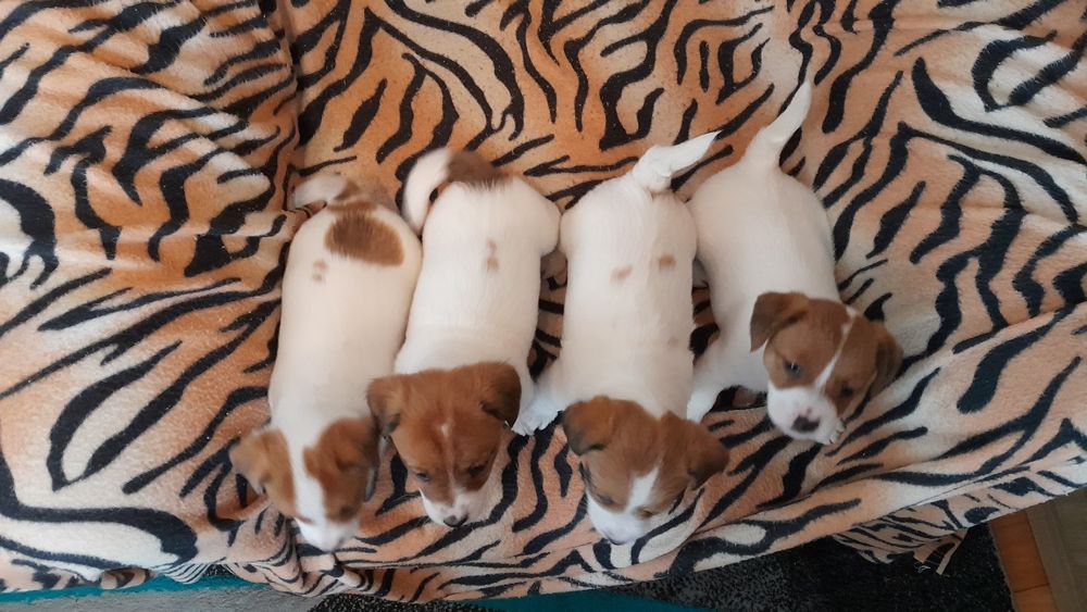 Jack Russell terrier suczka
