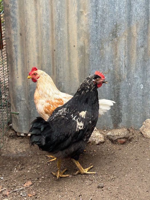 2 frangos do campo machos