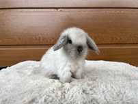 Karzełek Baranek/Mini Lop - Rodowód/Metryka Królik Króliki