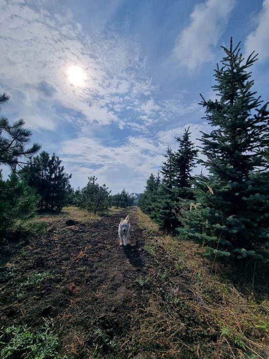 Ялина, туя, сосна, ялиця, піхта, ялівець