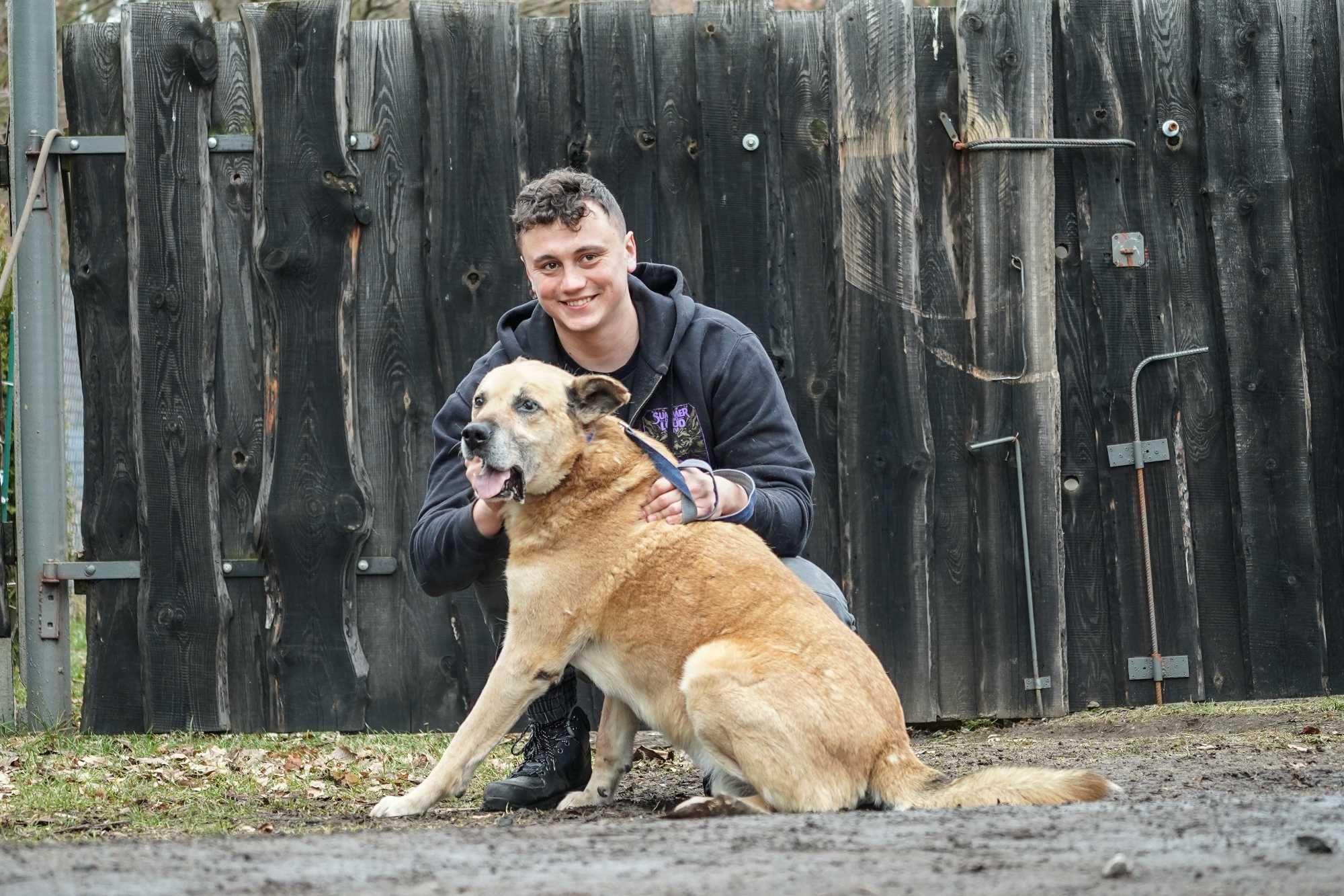 Flop - duży starszy pies szuka domu