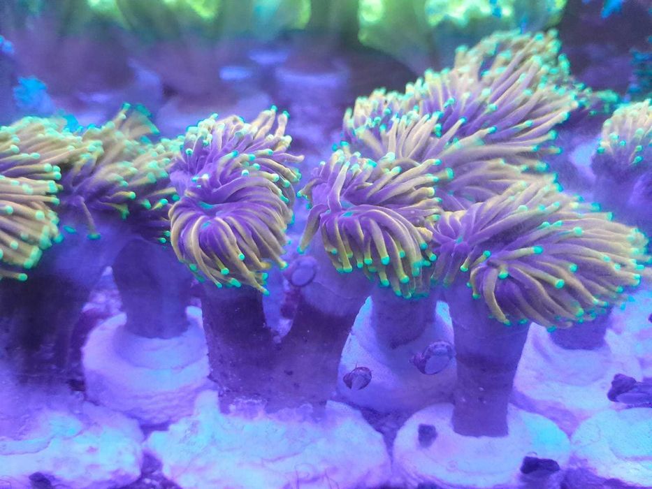 Euphyllia Grabrescens Hellfire
