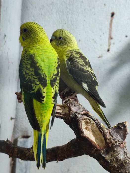 Asas negras opalinos verdes azuis clássicos