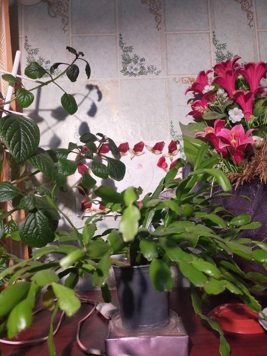 Продам цветы, цены разные, звоните.