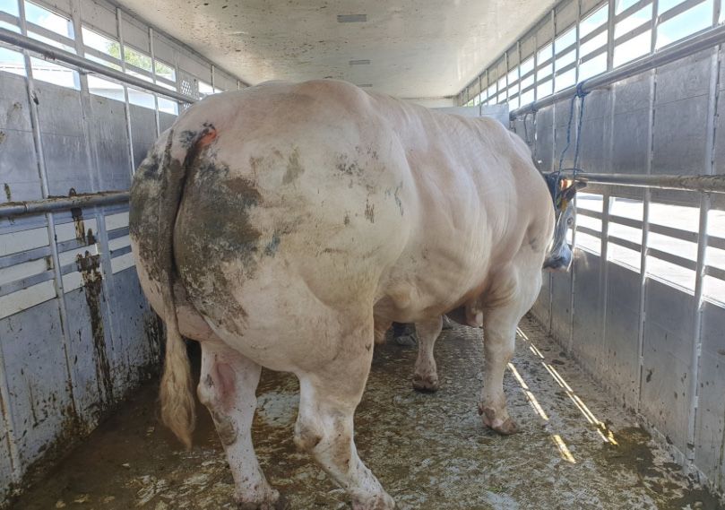 Skup bydla rzeźnego dobra cena  19zl