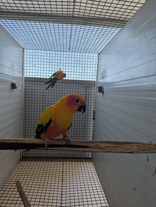 Casal Aratingas Sol 2024