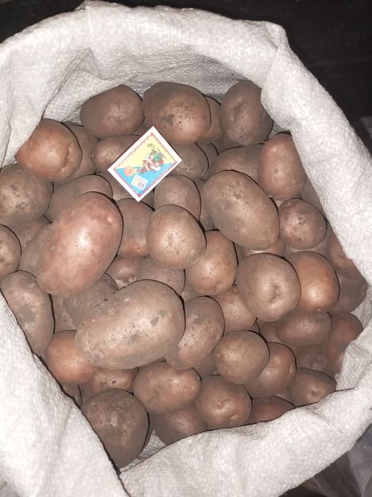 Белароса білороса картопля їстівна