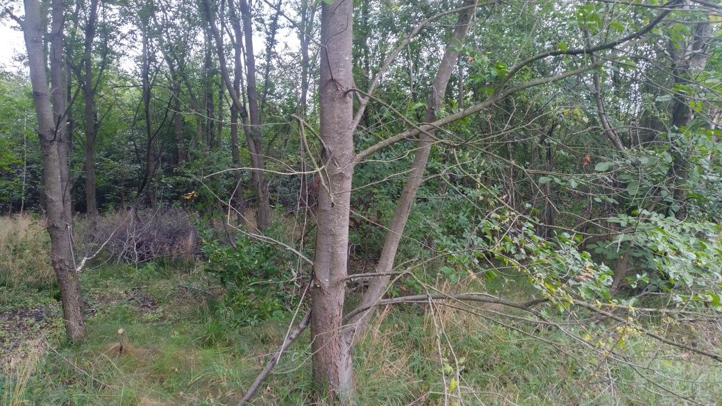 wycinka drzew za drewno usługi rębakiem utylizacja bioodpadów gałęzi