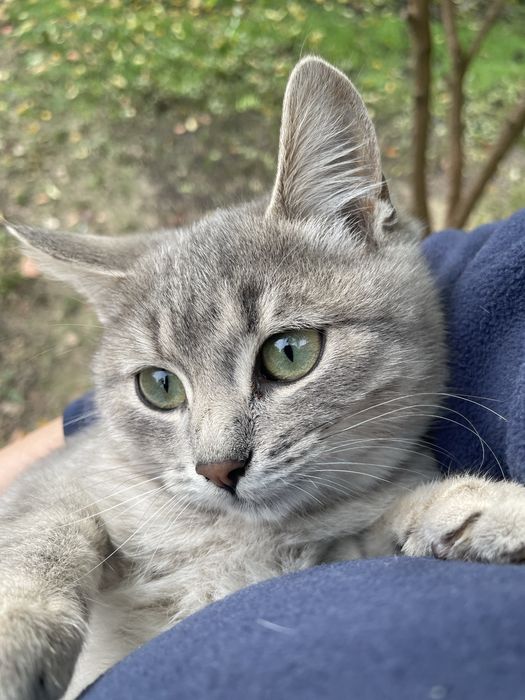 Котики шукають родину