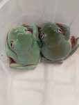 Rzekotka australijska Litoria caeruela