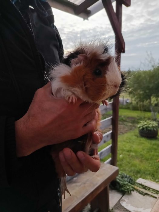 Świnki morskie szukają nowego domku