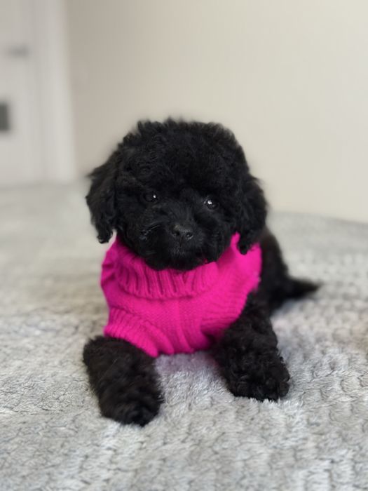 VIP девочка Той пудель в черном окрасе мини