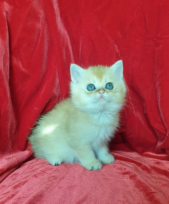 Милі чистокровні кошенята