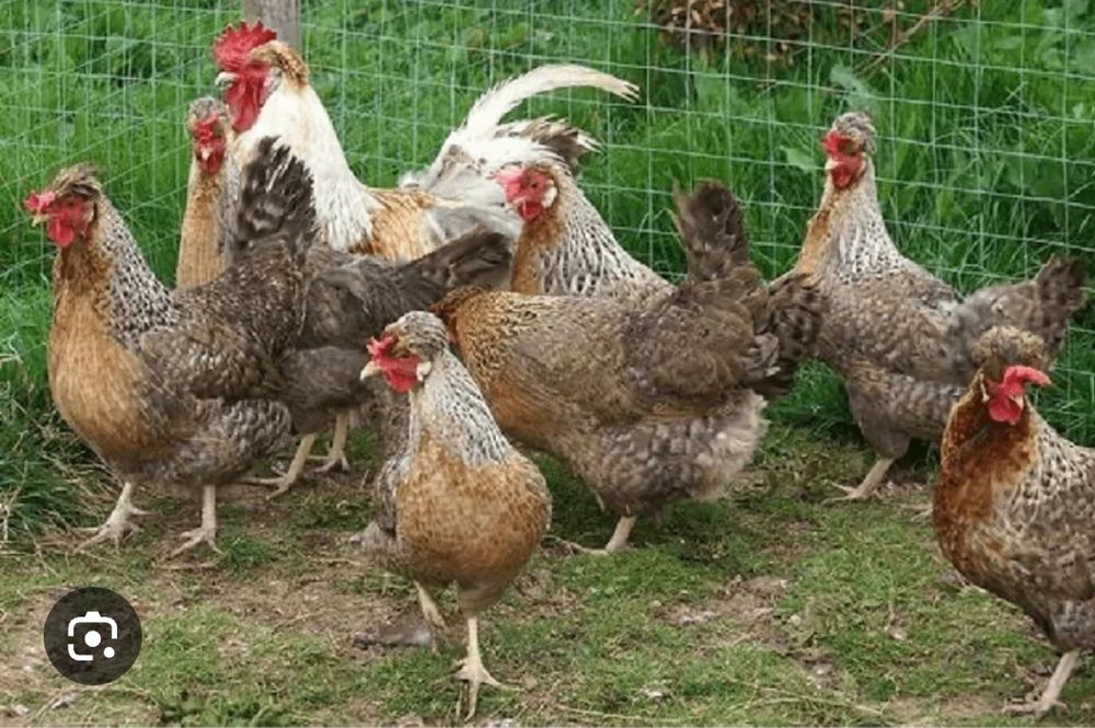 Інкубація породи Леггорн