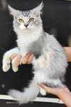 Adopcja Maine Coon