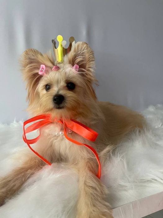 Всього 3 Чарівні Помапу