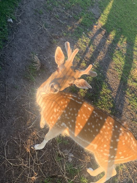 Daniele byki na sprzedaż