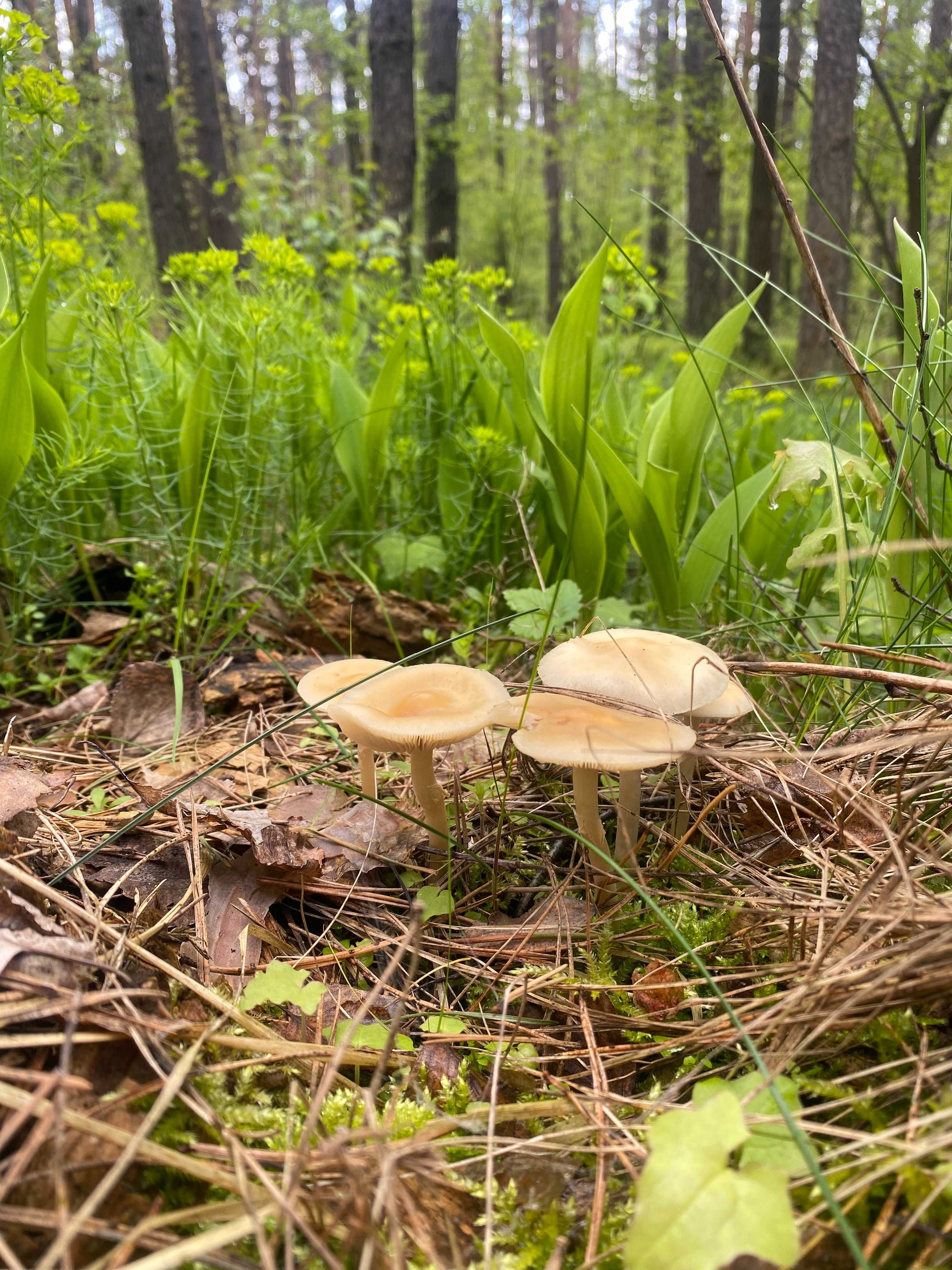 Lubilas domek do wynajęcia