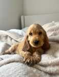 Cocker spaniel angielski