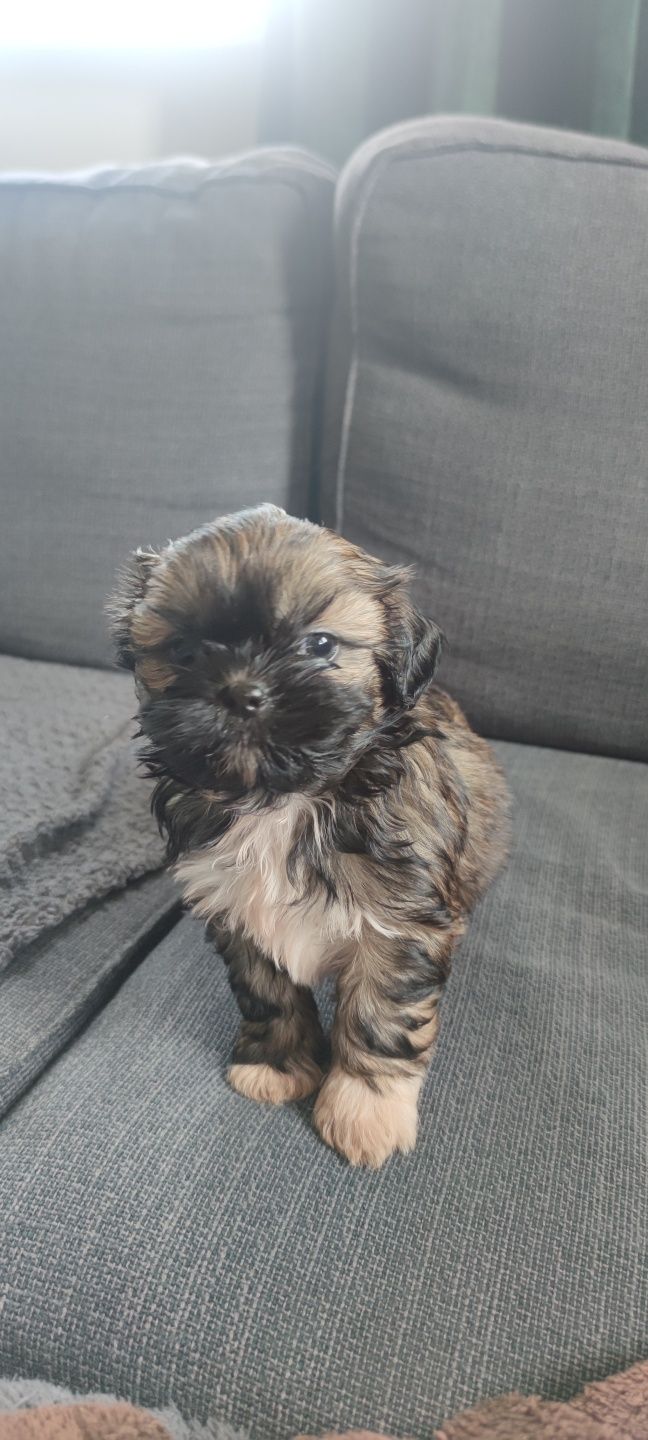 Shih tzu samczyk do rezerwacji