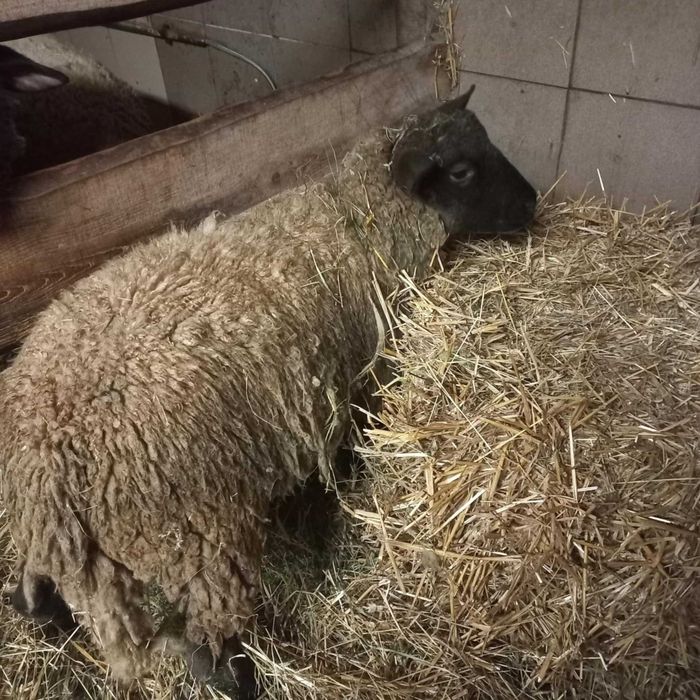 tryki owce czarnogłówka tryk baran