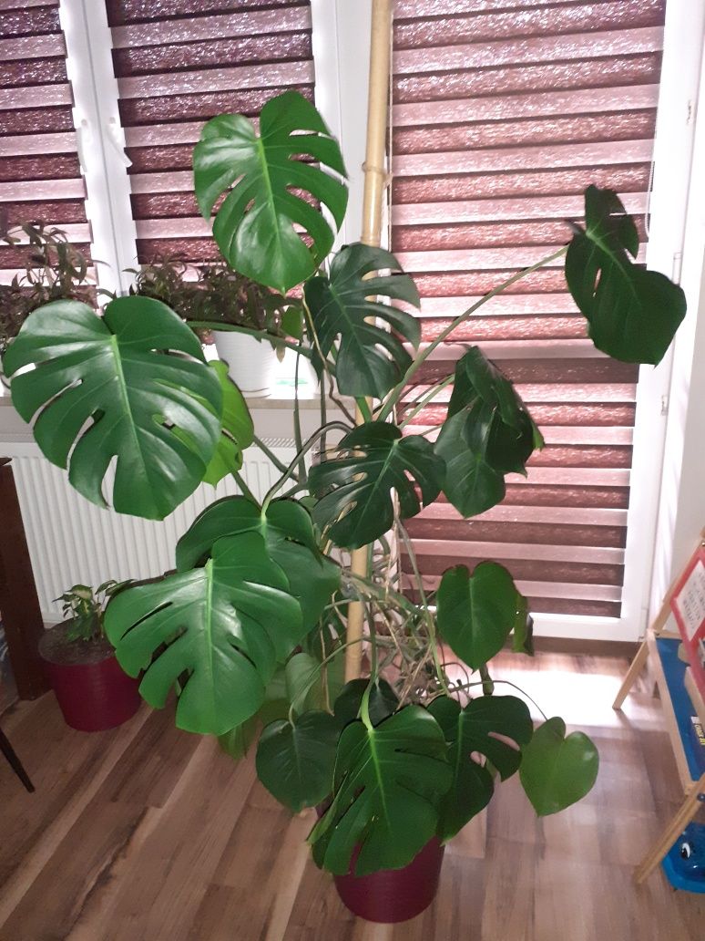 Kwiat monstera duża zdrowa piękna