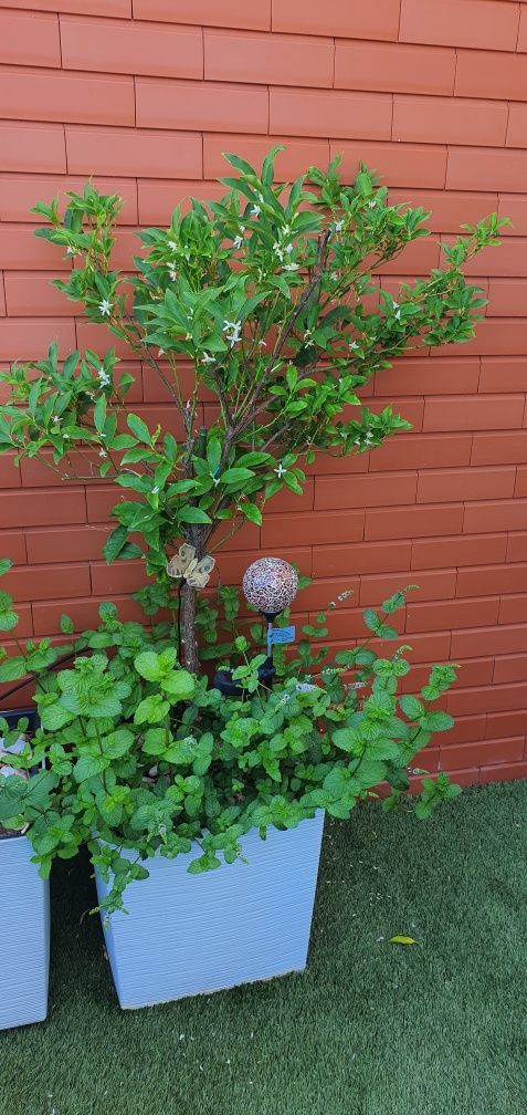 Planta Kumquat em vaso