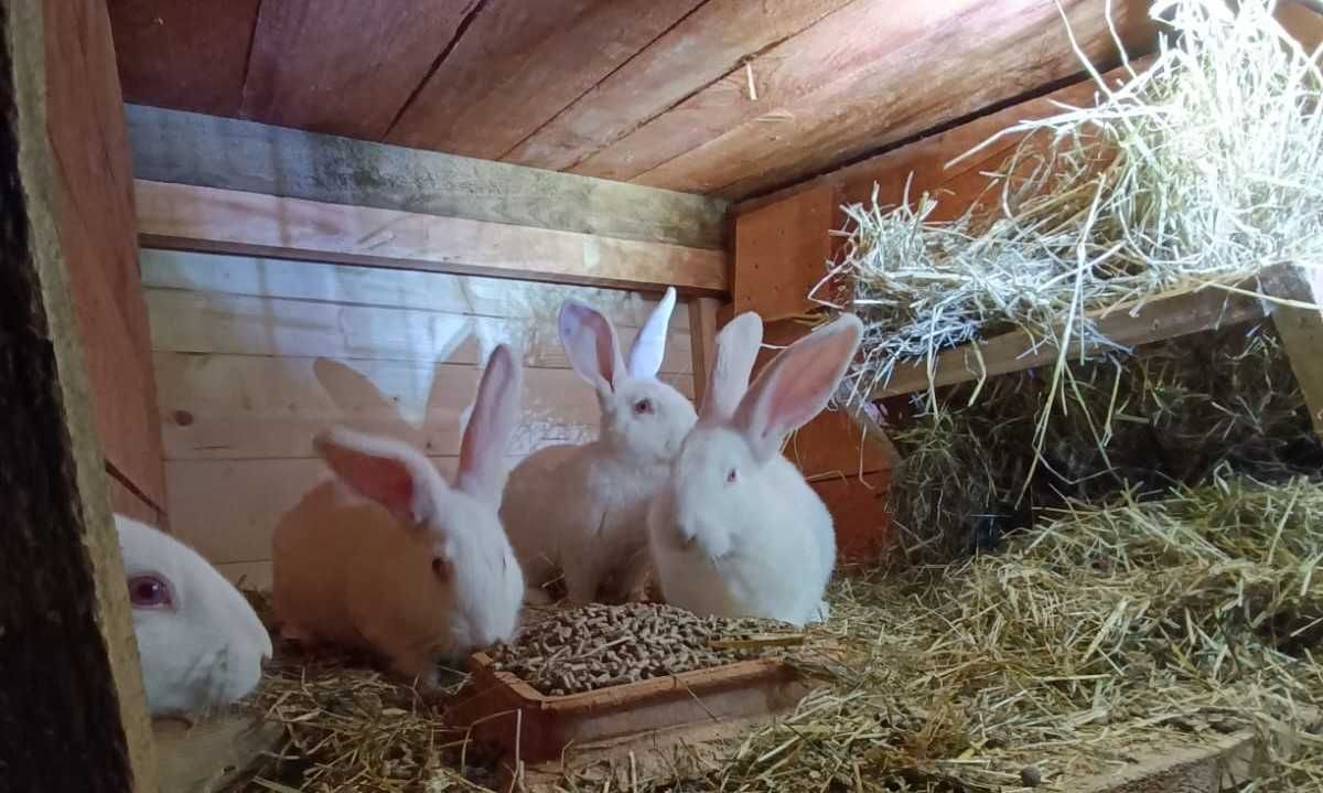 Króliki żywe i tuszki z przydomowej hodowli