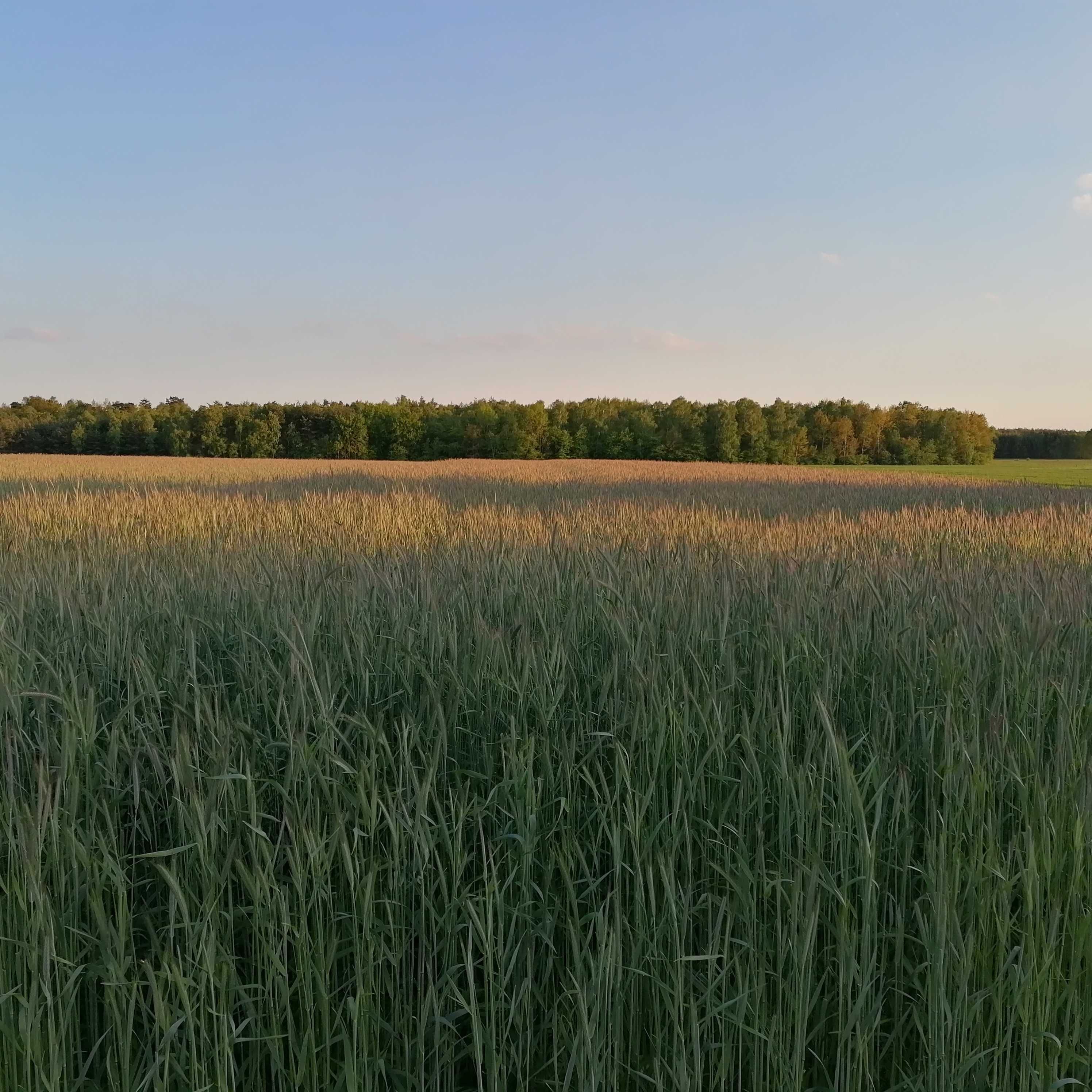 Działka budowlano-rekreacyjna Krzymów gm. Szczawin Koś. p gostyniński
