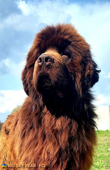 Ньюфаундленд.  Коричневые и черные щенки..КСУ.