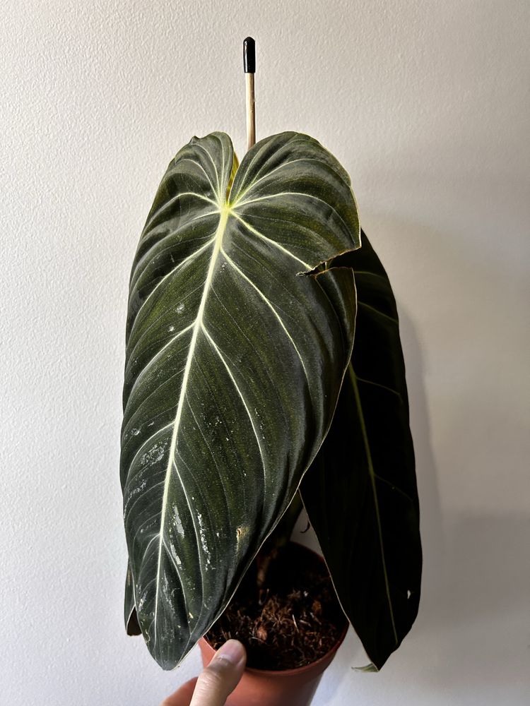 Philodendron melanochrysum