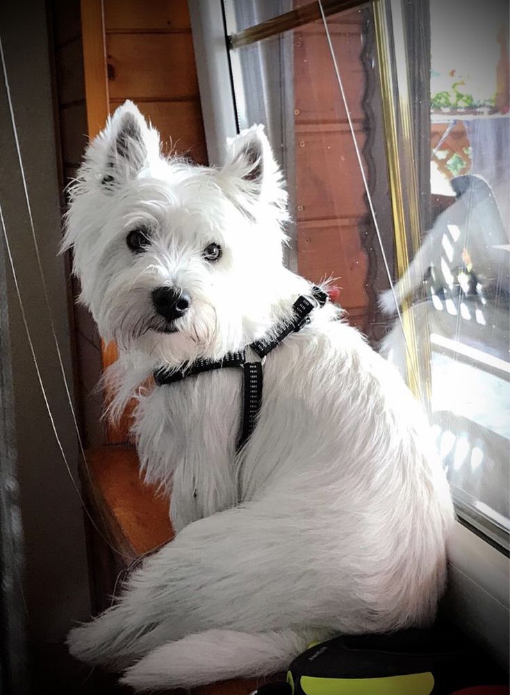 West highland white terrier. Westy