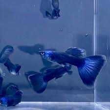 Gupik Blue moscow wysylamy