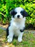 Border Collie -suczka ZKwP/FCI