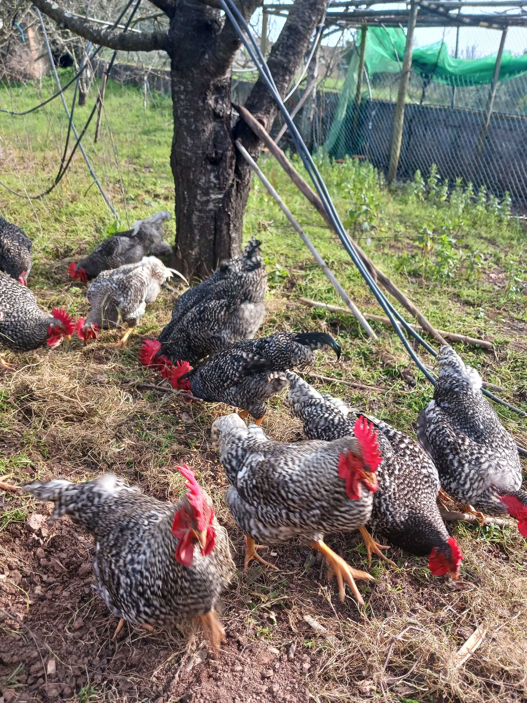 Galinhas pedres portuguesa