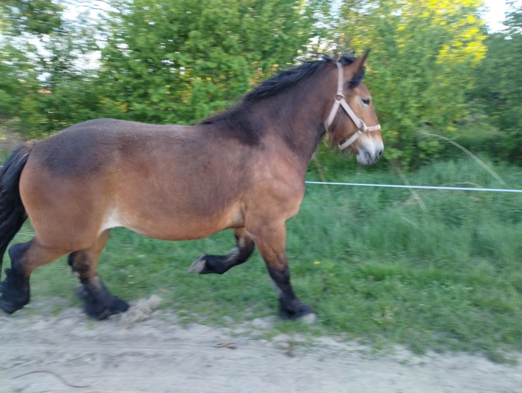 Klacz zimnokrwita
