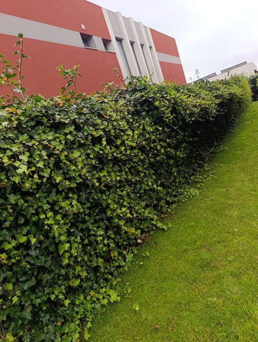 Temos serviços de jardins