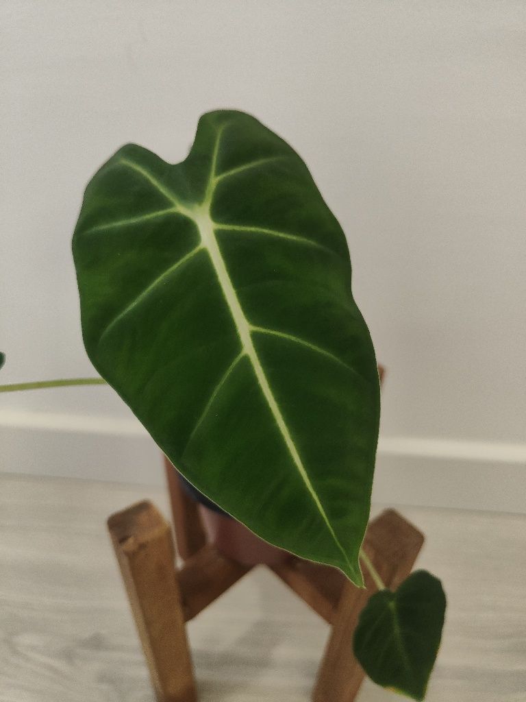 Alocasia frideck // planta interior