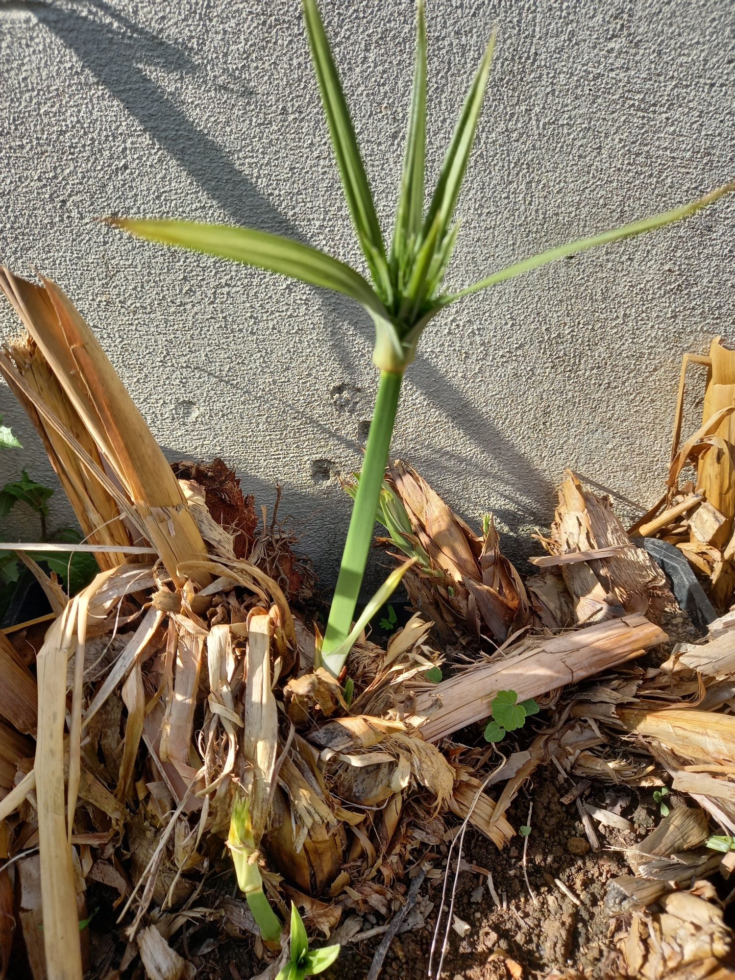 Pés de papiro ou vassourinhas lagos ou jardins