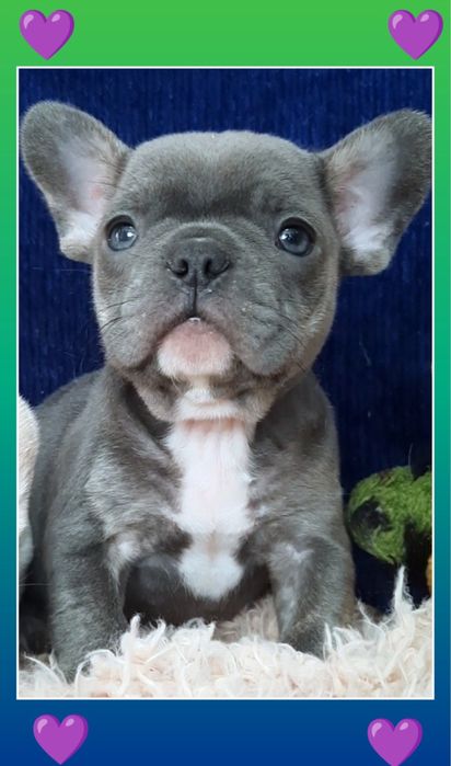 Блакитний міні хлопчик цуценя