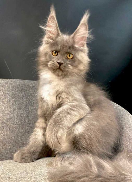 JAMAICA девочка мейн кун голубой дым