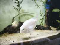 Peixe papagaio anão branco