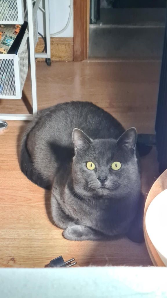 Rodolfo- gatinho cinza para adoção responsável