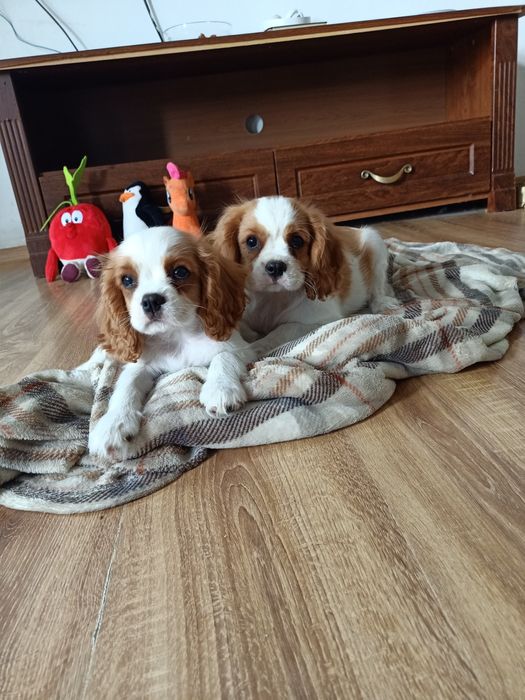 Cavalier King Charles spaniel szczenięta