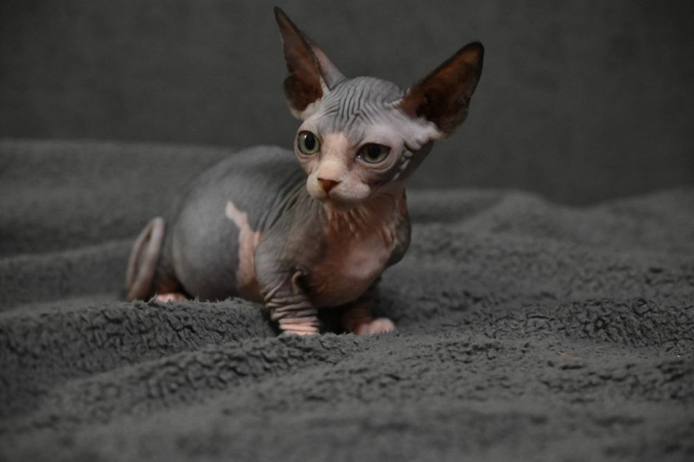 Бамбино.Мальчик.Канадский сфинкс