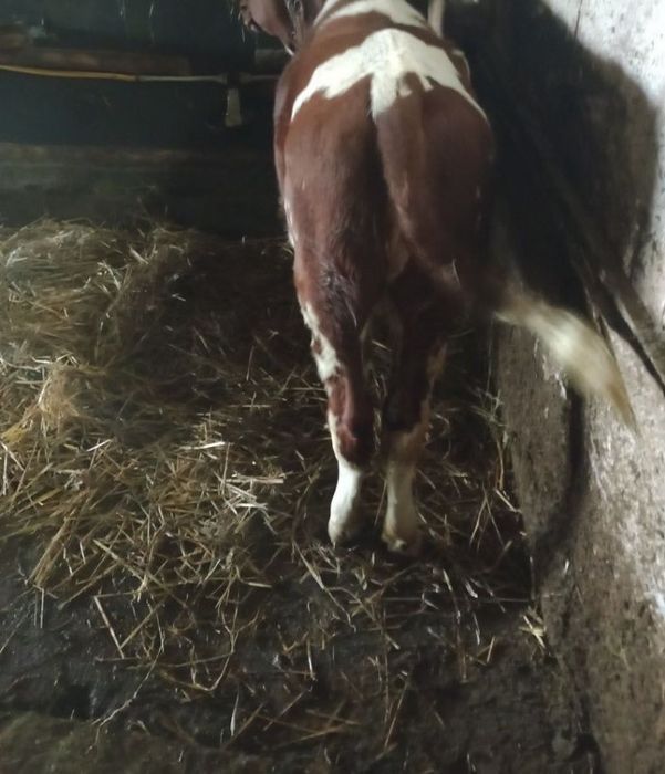 Witam sprzedam jauwke