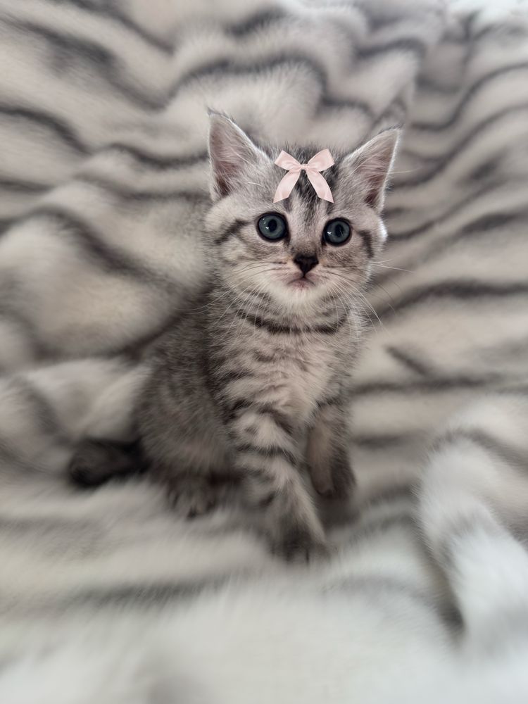 Котята Шотландські вислоухі